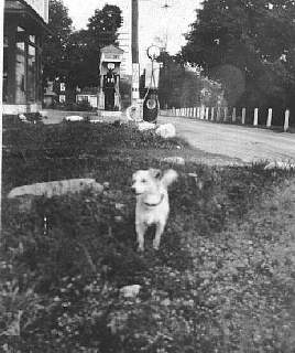 dog spot-8-1931.jpg